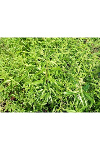 Limon Melisa Bitkisi 3 Adet - Melissa Officinalis