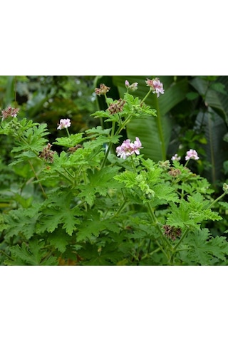 Itır Çiçeği 10 Adet - Pelargonium Graveolens