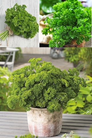 Kıvırcık Maydanoz Tohumu Atalık Saksı Tipi Moss Curled Parsley