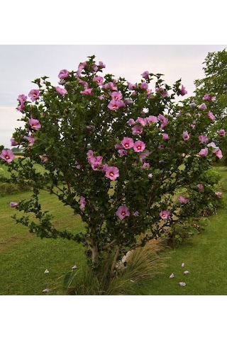 Gül Hatmi Fidanı 3 Adet 50-70 Cm