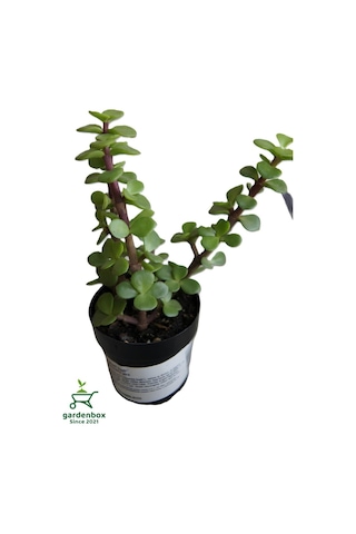 Para Yeşim Çiçeği 1 Adet Sukulent Dekoratif Bitki 10-15cm Crassula