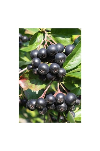 Aronya Fidanı Aronia Berry 10-20 Cm