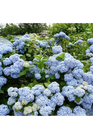 Videolu 1 Adet Mavi Renk Ortanca Çiçeği Fidanı 30-60 Cm Saksılı Çiçekli Bodur Bitkiler Hydrangea