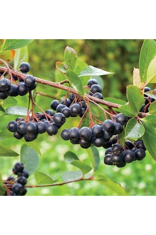 Tüplü Siyah Aronya Aronia Chokeberry Fidanı 15-20Cm