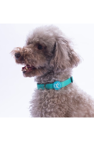 Mint Köpek Boyun Tasması Ayarlanabilir Köpek Tasması M Turkuaz