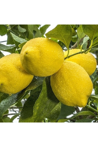 Tüplü Aşılı Yeni Çeşit Italyan Zagara Bianca Limon Fidanı