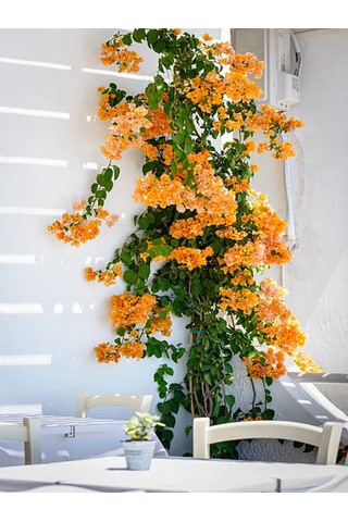 Videolu Sarı Sarıcılı Begonvil Çiçeği Fidanı 40-80 Cm Saksılı Dış Mekan Ağaçları Bougainvillea