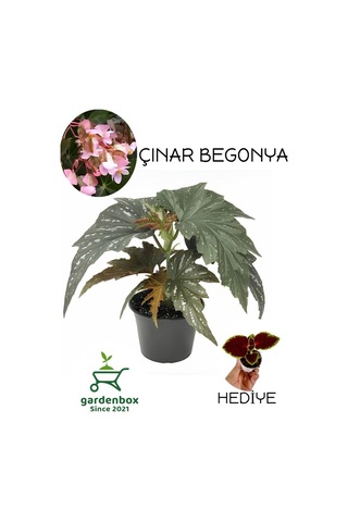 Çilli Pembe Çiçekli Begonya Çiçeği+yaprak Güzeli Çiçeği