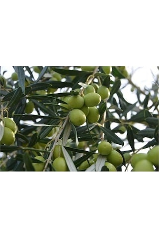 Tüplü 5-6 Yaş 8-14 Kutur Gemlik Zeytin Fidanı meyve Verme  Durumu