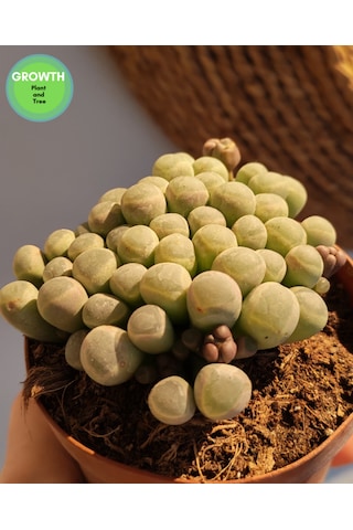 Fenestraria Rhopalophylla Bebek Parmakları Sukulenti 1 Adet