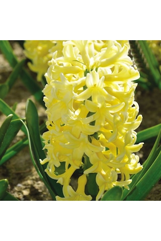 Hyacinthus Yellowstone Sümbül Soğanı 3 Adet