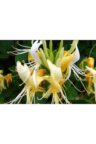 Mis Kokulu Hanımeli Çiçeği Mini Fidan