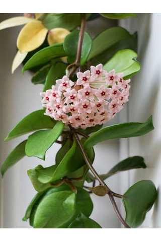Videolu Pembe Mum Çiçeği Fidanı 1 Adet 30-60 Cm Saksılı/ Tüplü Dış Mekan Bitkisi Hoya