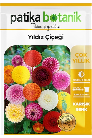 30 Adet Yıldız Çiçek Tohumu Dahlia Pinnata 1