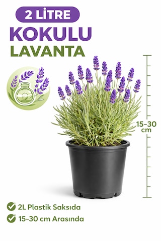 Canlı Kokulu Lavanta Çiçeği Saksıda 15-30 Cm 2 Litre Ev Ofis Bahçe Bitkisi Gerçek Doğal Lavandula