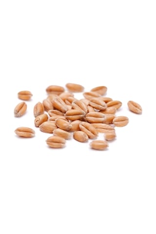 İpek Değirmen 3 Kg Premium Güvercin Yemi Sorgum Aspir Kara Buğday 0.75 LT - 2.5 LT - 12 KG