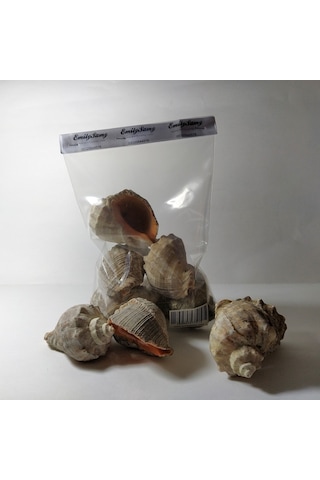 Deniz Kabuğu Gongaz Süs Dekoratif Akvaryum Süsleme 5-6 Cm 5 Adet