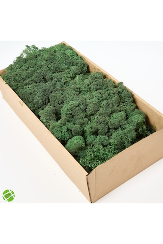 Reindeer Moss Dark Şoklanmış Norveç Yosunu 250gr