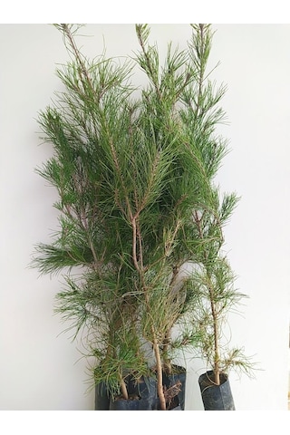 Fidan Kızıl Çam Fidanı 80 -100 Cm Boy 1 Adet