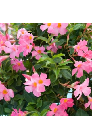 Mandevilla Çiçeği Sundavilla Mandavilla Pembe 50-70 Cm Saksıda