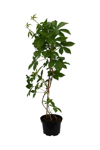 Renk Değiştiren Amerikansarmaşığı 45-65cm Saksılı/tüplü Peyzaj Bitkisi