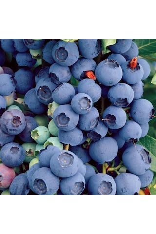 2 Yaş Bluecrop Çeşiti Yaban Mersini Fidanı 2 Yaş Bluecrop Çeşiti Yaban Mersini Fidanı