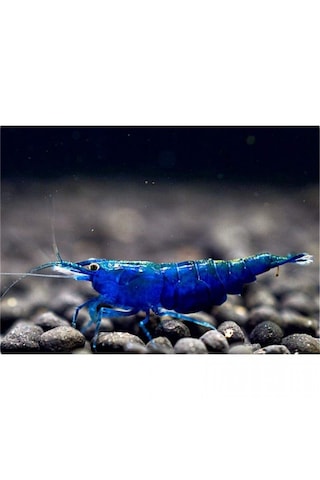 Mavi Melek Karides 10 Ad 1-1.2 Cm