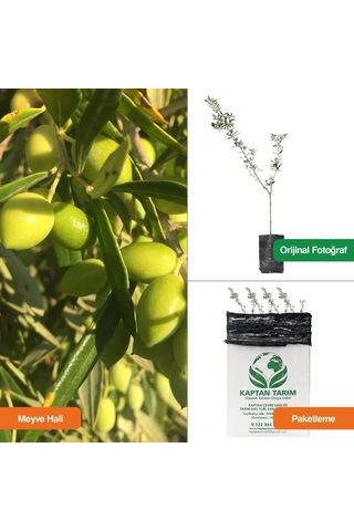 Storeşahin 1 Yaş Koroneiki Girit Zeytin Fidanı 10 Adet 30 Cm Shn0720