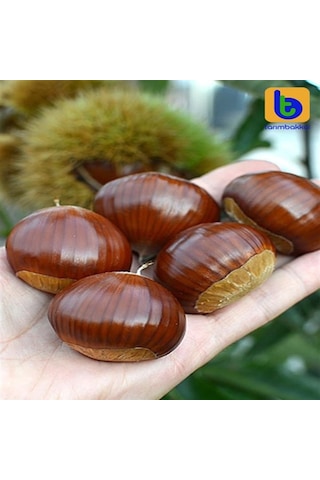 İri Kestane Zonguldak Yöresinden 1 Kg