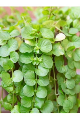 Lysimachia Nummulari Altın Kolye Çiçeği Sarı Çiçekli 30-40cm 1 Adet Saksılı