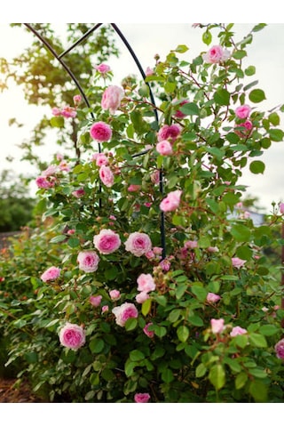 Videolu Pembe Ponpon Sarmaşık Gül Fidanı 1 Adet 80-120cm Dış Mekan Climbing Pink Ruffled Rose