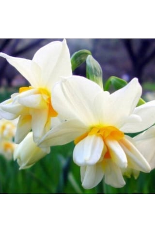 Nergiz Soğanı 5 Adet Tohum Nergis Çiçeği Soğanı Çiçek Soğanı