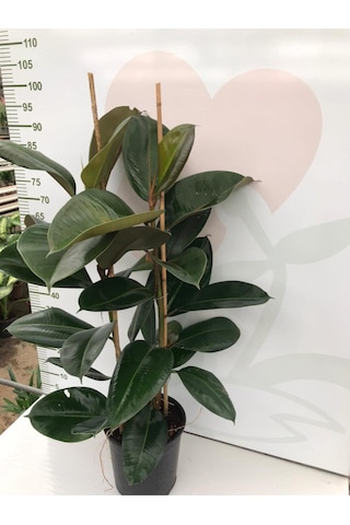 Videolu Kauçuk Fidanı Bitkisi 2 Dallı 1 Adet Saksılı 60-100cm Ev Ofis Bitkisi Ficus Elastica