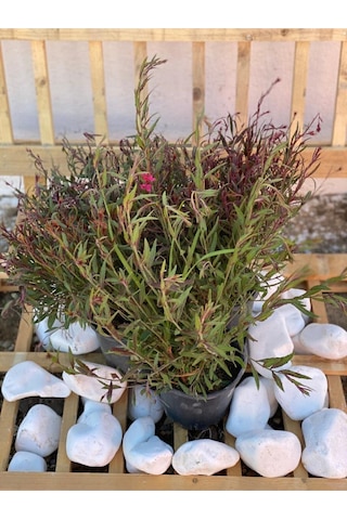 Gaura Çalısı Bitkisi 20-45 Cm Saksılı/tüplü Dış Mekan Sarmaşık Bitkileri