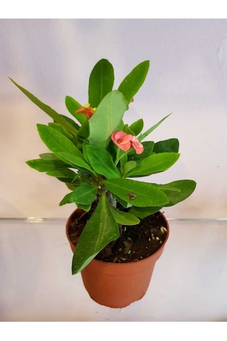 Videolu Milli Dikenler Tacı 10 55 Cm Saksılı Kaktüs Euphorbia