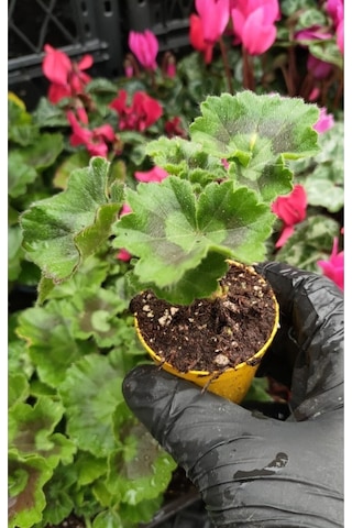 Sardunya Fidesi 2 Adet Karışık Renkler Mini Boy Saksıda