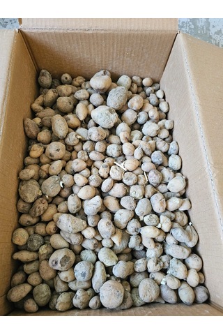 Salep Fidesi Serapies