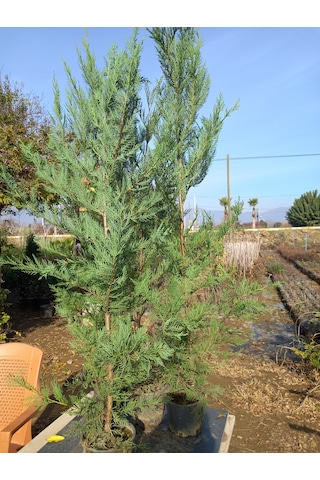 Leylandi, Çit Çamı 100-130 Cm. Boyunda, 2 Litre Saksıda