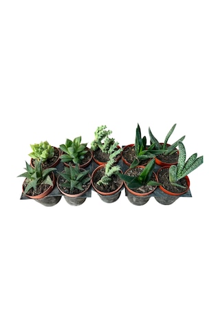 Kaktüs & Sukulent 10 Lu Karışık Set