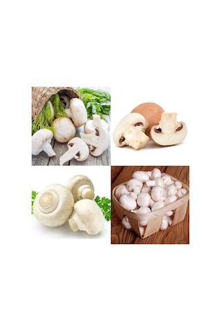 Dahil 20000 Adet KüLür Mantarı Tohumu