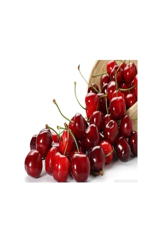 Tüplü Yarı Bodur Kütahya Vişne Fidanı