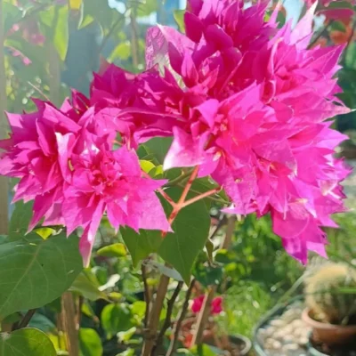 Katmerli Pembe Begonvil Fidanı Begonvil Sarmaşığı 50-70 Cm