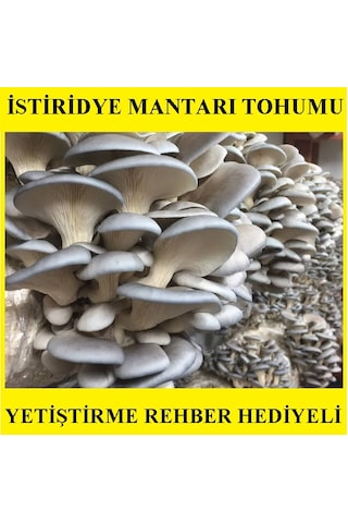 1 KG İstiridye Mantarı Tohumu Miseli