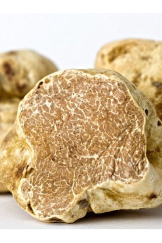 Beyaz Trüf Mantarı Tuber Magnatum Tohumu 500 Gr