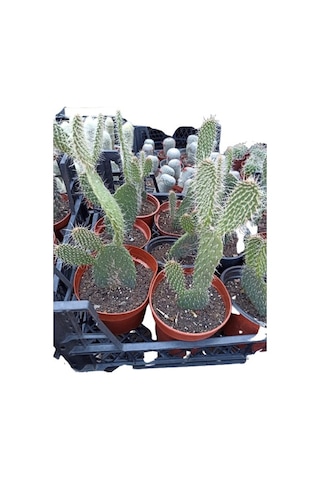 Opuntia Dikenli Hint Inciri Kaktüsü