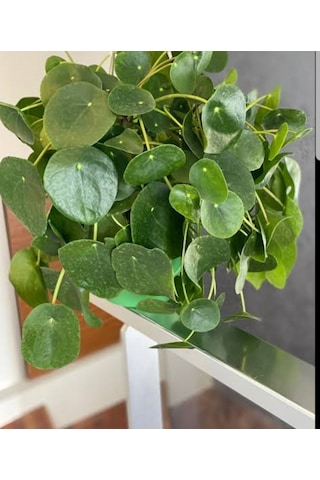 Pilea Peperomioides - Para Bitkisi 20-40 cm