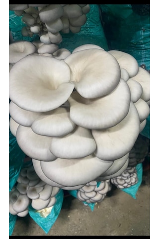 6 Kg İstiridye Mantarı Kompostu Mantar Çıkımına Hazır, Yetiştir
