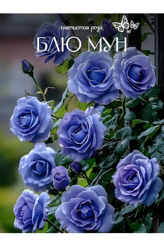 Gül Bleu Mon Tırmanıcı Fidanı