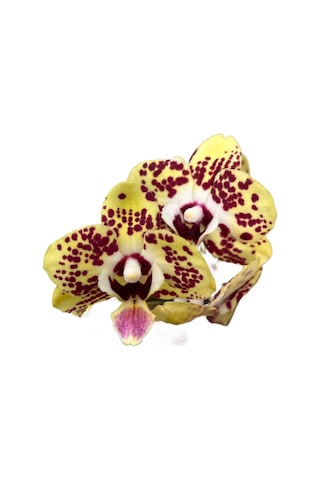 Phalaenopsis 'Orient Express' (Sarı Orkide) Ø12 Cm Y45-50 CM