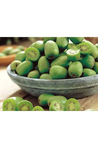 Bahçevilya Mini Kivi Fidanı 1-2 Yaş Arası Tüplü